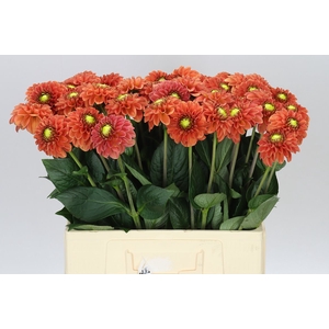 Dahlia Bright Orange