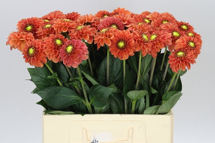<h4>Dahlia Bright Orange</h4>