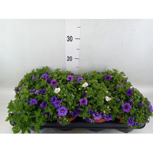 Calibrachoa  'Cabaret MM Voltaire'