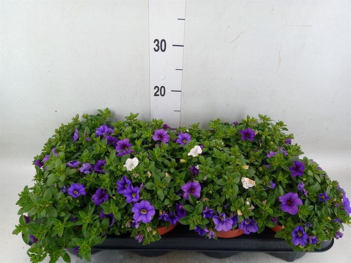 <h4>Calibrachoa  'Cabaret MM Voltaire'</h4>