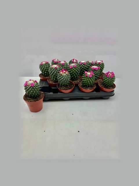 <h4>CACTUS BLOEIEND</h4>