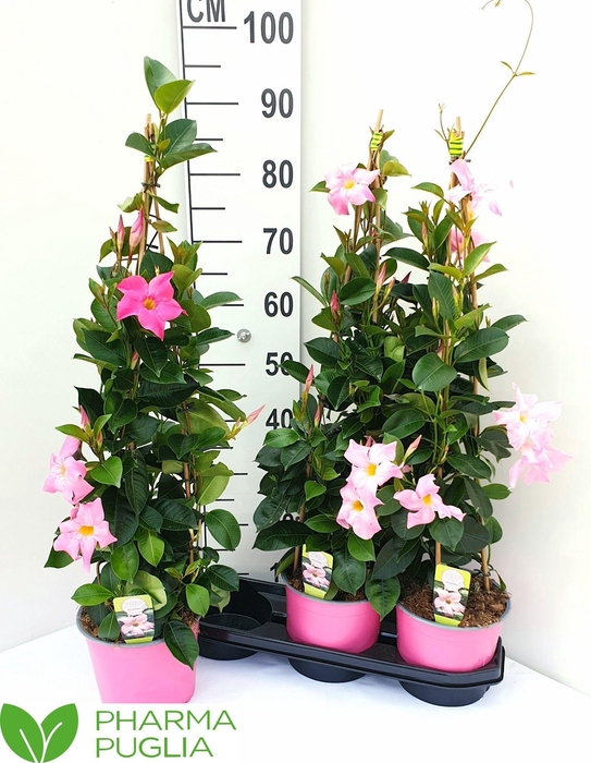 <h4>MANDE RIO PINK</h4>