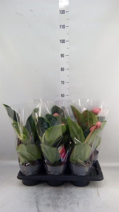 <h4>Medinilla magn. 'Flamenco'</h4>