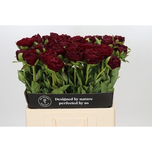 Paeonia ole faithful