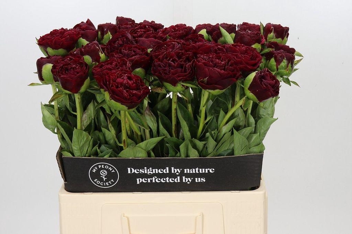 <h4>Paeonia ole faithful</h4>