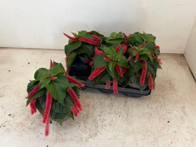 <h4>ACALY HISPIDA</h4>