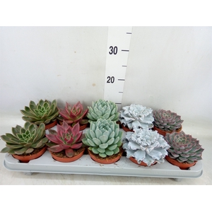 Echeveria   ...mix