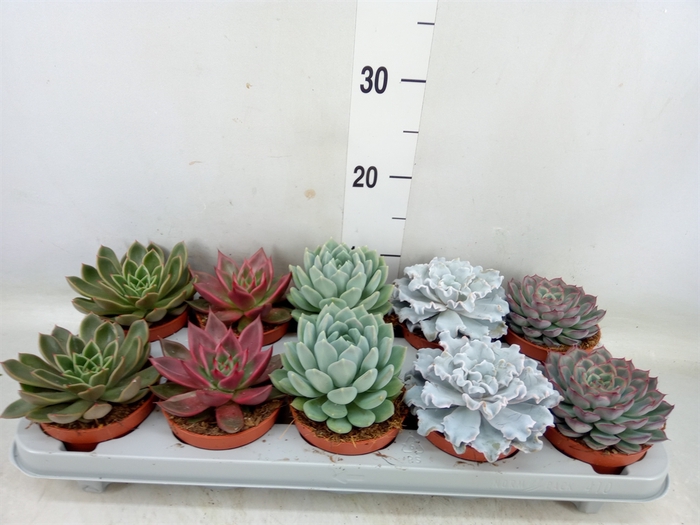 <h4>Echeveria   ...mix</h4>