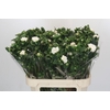 Anemone Double White