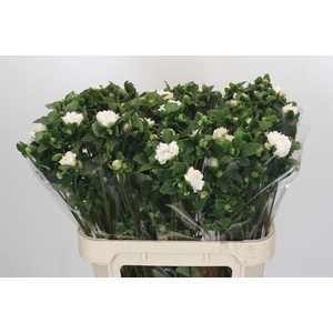 Anemone Double White