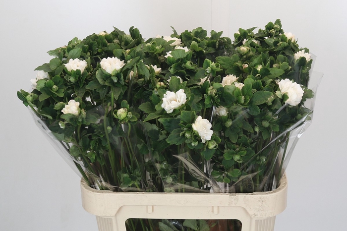 <h4>Anemone Double White</h4>