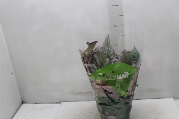 <h4>BEGONIA REX P17 PO</h4>