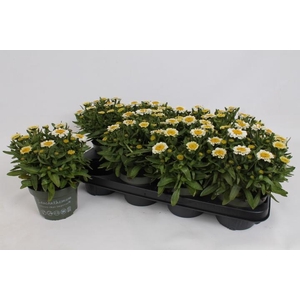 Leucanthemum Sweet Daisy