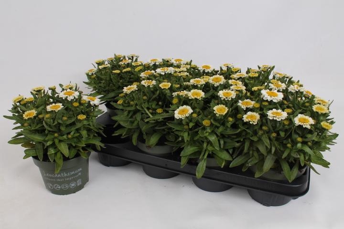 <h4>Leucanthemum Sweet Daisy</h4>