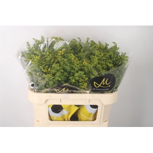 SOLIDAGO CARZAN GLORY