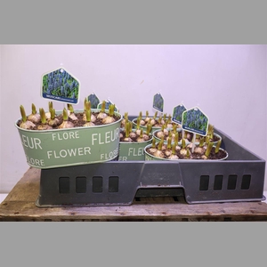 Arr Muscari In Zinken Bakje