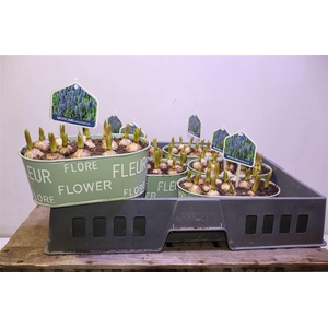 arr8 Arr Muscari In Zinken Bakje