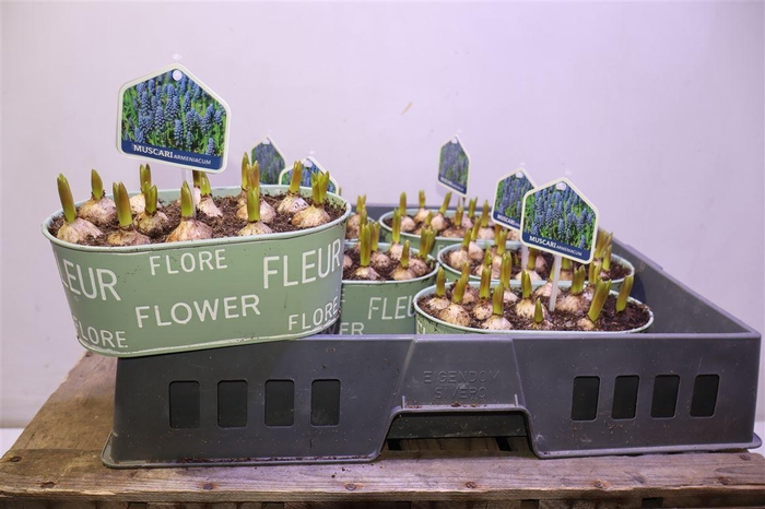 <h4>Arr Muscari In Zinken Bakje</h4>