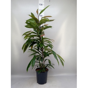 Ficus binn. 'Amstel King'