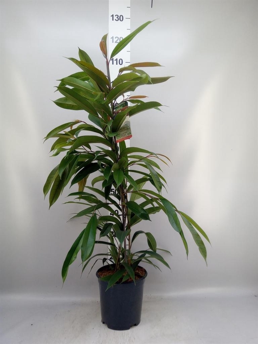 <h4>Ficus binn. 'Amstel King'</h4>