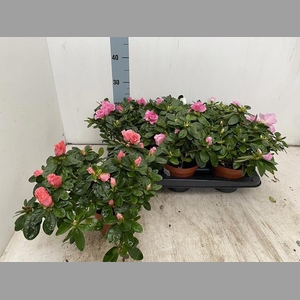 RHODO SI VOGEL GEM