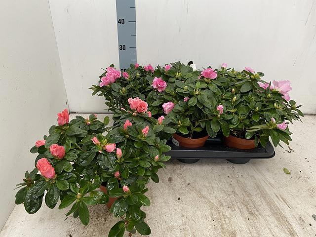 <h4>RHODO SI VOGEL GEM</h4>