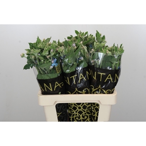 Oxypetalum Bridal Victoria