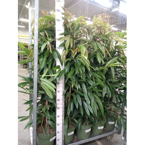 Ficus binn. 'Amstel King'