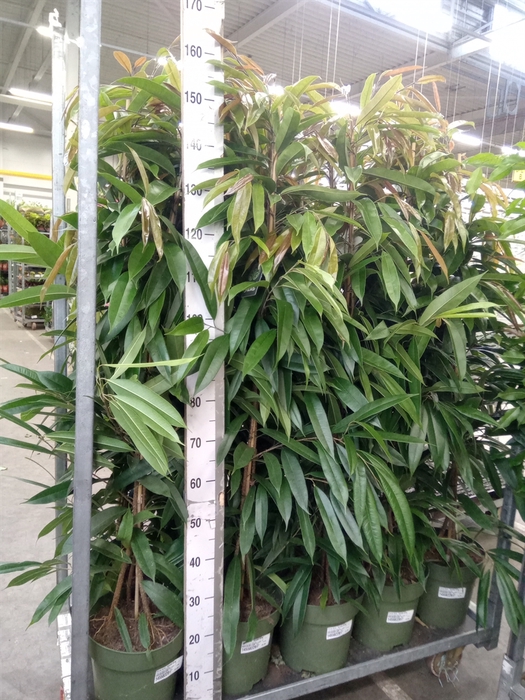 <h4>Ficus binn. 'Amstel King'</h4>