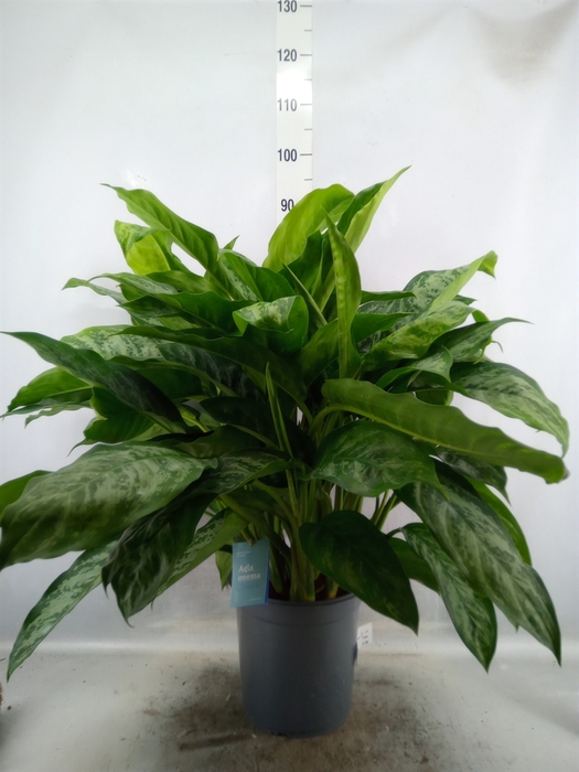 <h4>Aglaonema   ...</h4>