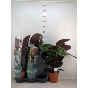 Calathea 'Medallion'