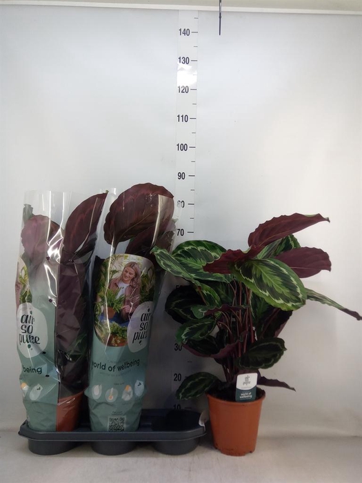 <h4>Calathea 'Medallion'</h4>