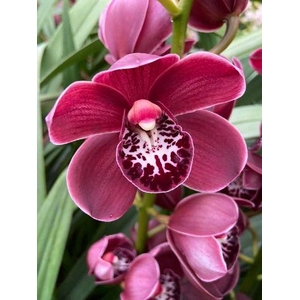 Cymb Mi Howard Robin Leekade X8