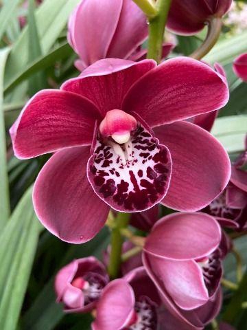 <h4>Cymb Mi Howard Robin Leekade X4</h4>