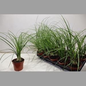 Beaucarnea Recur