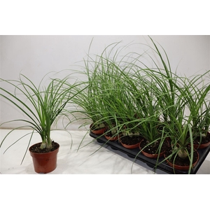 Beaucarnea Recur