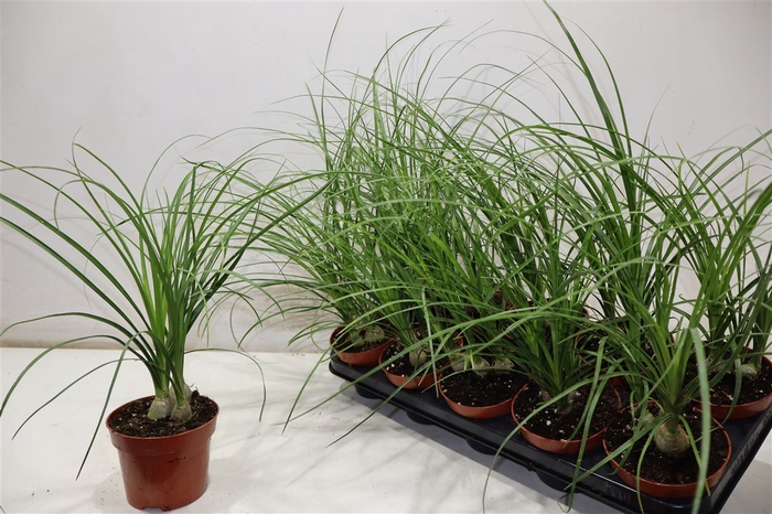 <h4>Beaucarnea Recur</h4>