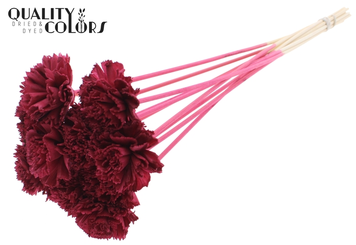 Shola Karnish Flower 6cm on stem Burgundy