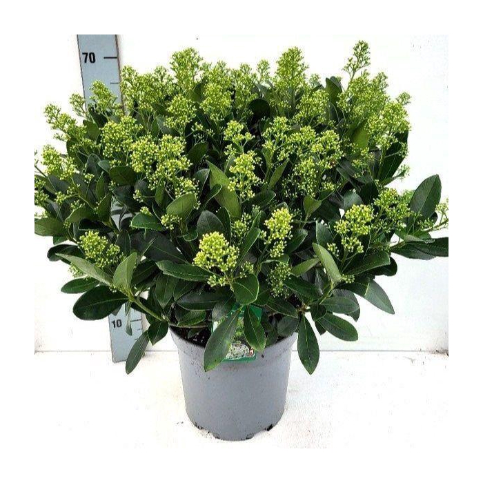 <h4>SKIM J FINCHY</h4>