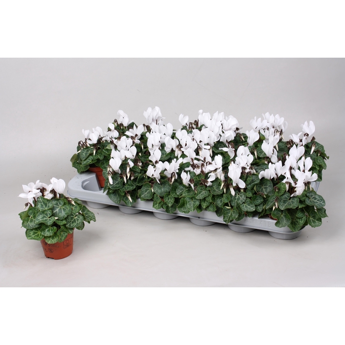 <h4>CYCL KL SUP MICRO</h4>