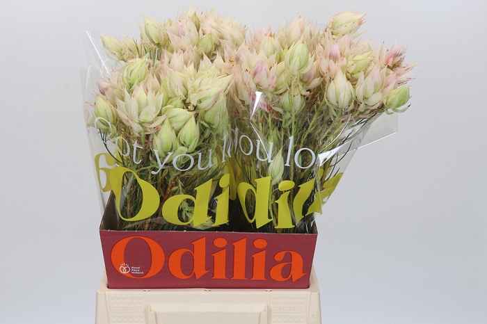 <h4>Blushing Bride 4/6 Flowers</h4>