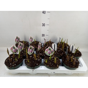 Fritillaria meleagris