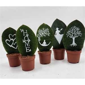 Sansevieria whale fin 12 cm painted