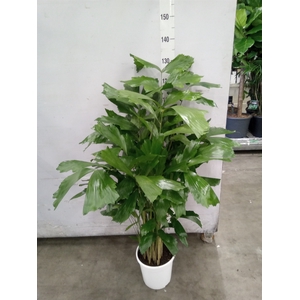 Caryota mitis