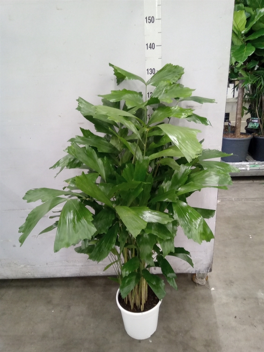 <h4>Caryota mitis</h4>