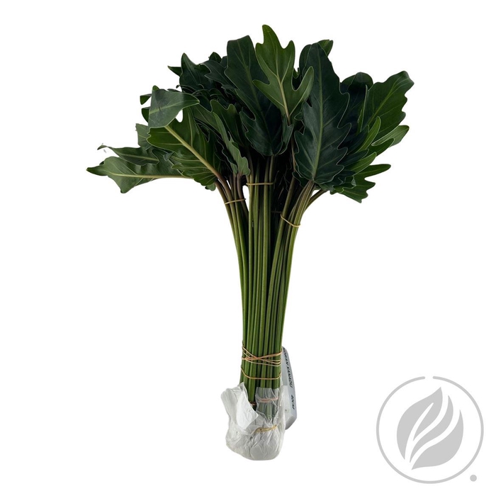 <h4>Philodendron Xanadu</h4>
