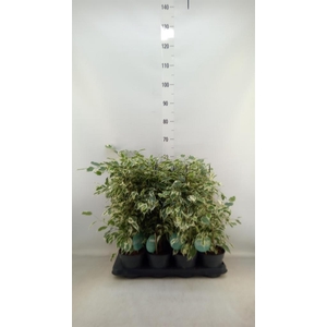 Ficus benja. 'Twilight'