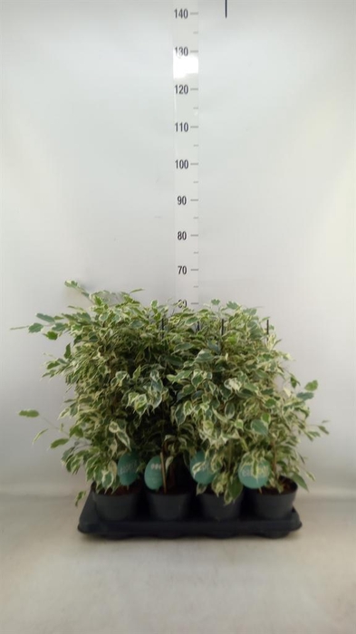 <h4>Ficus benja. 'Twilight'</h4>