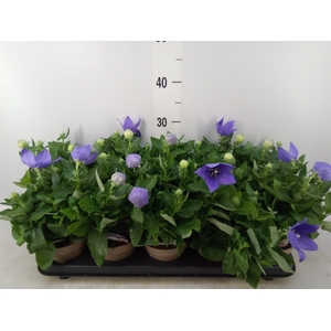 Platycodon grand. 'Astra Blue'