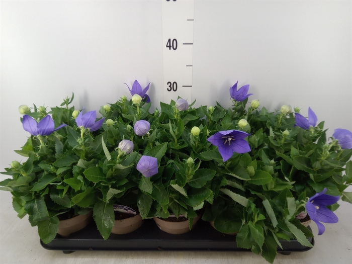<h4>Platycodon grand. 'Astra Blue'</h4>